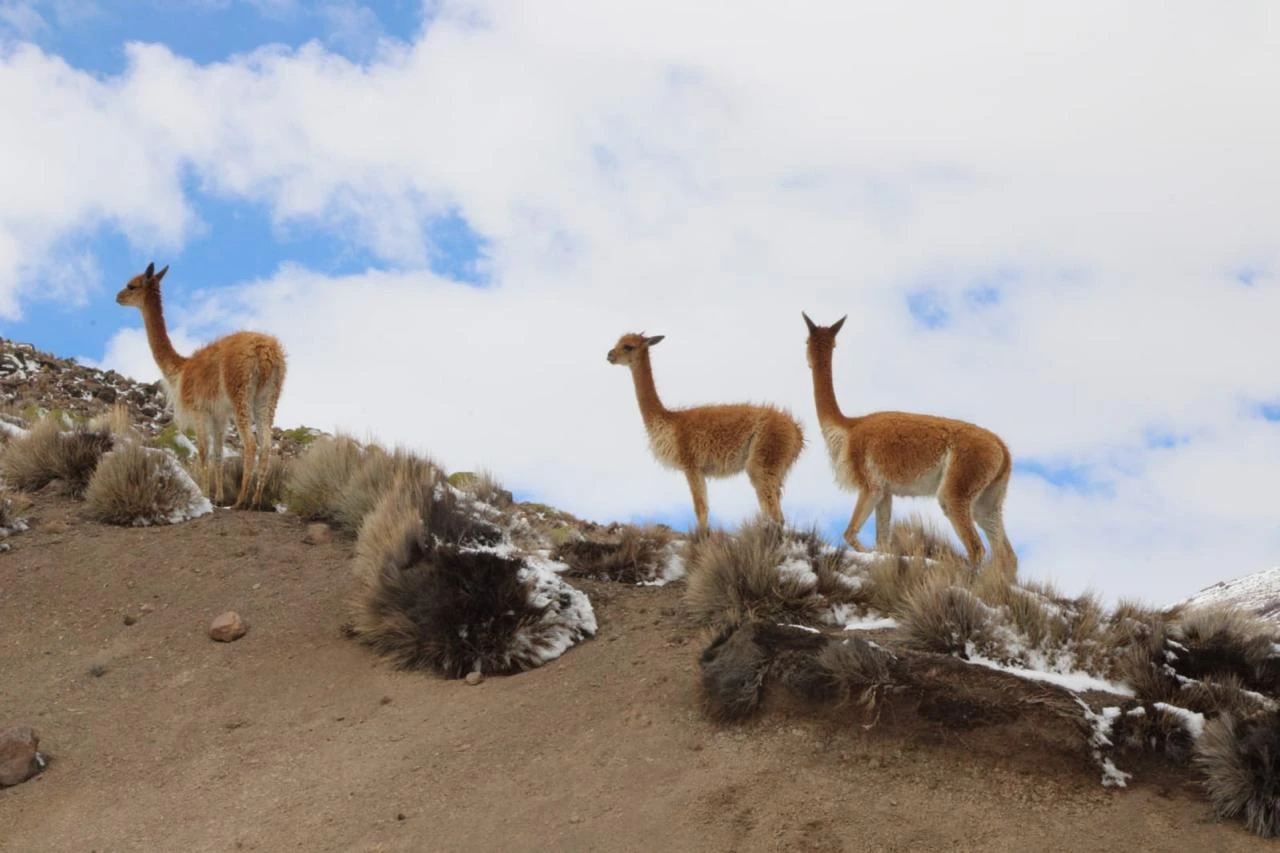 Vicuñas entre las montañas nevadas